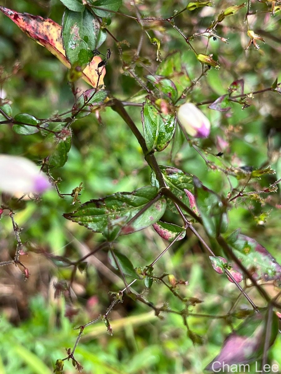 Strobilanthes helicoides T.Anderson